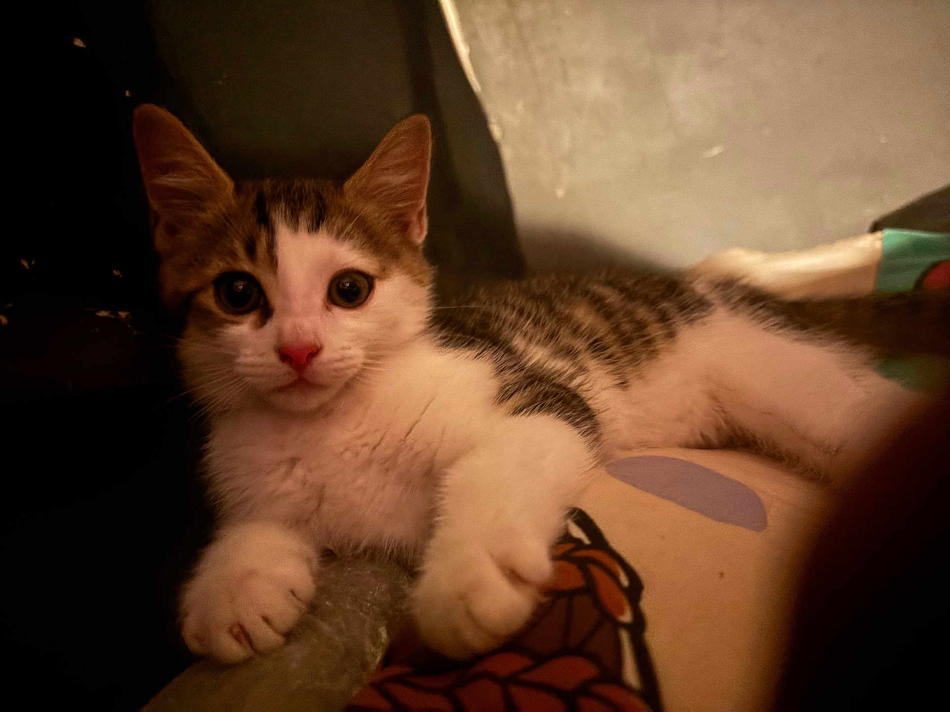 Meeko