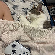 Meeko joined the competition — help win amazing prizes! blanket, butterfly_pattern, cat, closeup, comfort, cozy, electronics, fringe, gaming, gray_cat, home, indoor, knitted_throw, pet, relaxation, resting, sleeping, soft_texture, white_cat, xbox_controller