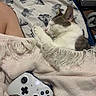 blanket, butterfly_pattern, cat, closeup, comfort, cozy, electronics, fringe, gaming, gray_cat, home, indoor, knitted_throw, pet, relaxation, resting, sleeping, soft_texture, white_cat, xbox_controller
