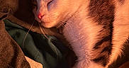 Meeko joined the competition — help win amazing prizes! animal, cat, closeup, cozy, cute, domestic_cat, feline, fur, indoor, mammal, peaceful, pet, relaxed, resting, sleeping, soft_texture, tabby, warm_light, whiskers, white_fur