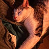 animal, cat, closeup, cozy, cute, domestic_cat, feline, fur, indoor, mammal, peaceful, pet, relaxed, resting, sleeping, soft_texture, tabby, warm_light, whiskers, white_fur