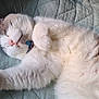 cat, sleeping, fluffy, white_fur, pink_nose, paw, quilt, bed, cozy, relaxed, pet, animal, whiskers, indoor, resting, cute, feline, soft, collar, closeup