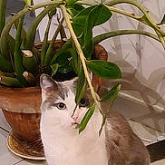 Tofu participe au concours pour gagner de l'argent avec cette photo : cat, plant, potted_plant, indoor, tile_floor, leaf, greenery, pet, feline, curious, white_cat, gray_cat, shadow, houseplant, pot, floor, animal, domestic_cat, cute, whiskers