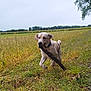 Viking a rejoint le concours — aidez-le/la à gagner de superbes lots ! dog, running, stick, field, grass, outdoor, nature, canine, playful, animal, collar, greenery, sky, tree, happy, pet, mammal, daytime, landscape, active