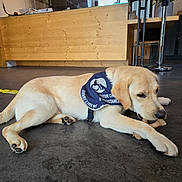 Viking participe au concours pour gagner de l'argent avec cette photo : dog, puppy, golden_retriever, indoor, floor, chewing, bone, vest, wooden_counter, furniture, window, light, pet, canine, young_dog, animal, domestic_animal, laying_down, calm, room