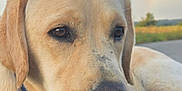Viking participe au concours pour gagner de l'argent avec cette photo : dog, labrador_retriever, close_up, outdoor, rainbow, sky, animal, pet, canine, fur, collar, nature, peaceful, resting, portrait, muzzle, ears, eyes, snout, ground
