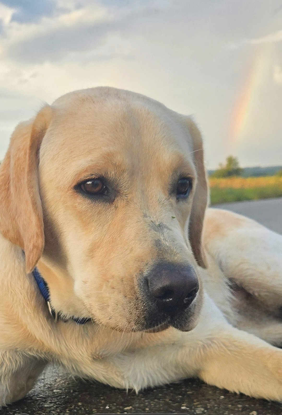 Viking participe au concours pour gagner de l'argent avec cette photo : dog, labrador_retriever, close_up, outdoor, rainbow, sky, animal, pet, canine, fur, collar, nature, peaceful, resting, portrait, muzzle, ears, eyes, snout, ground