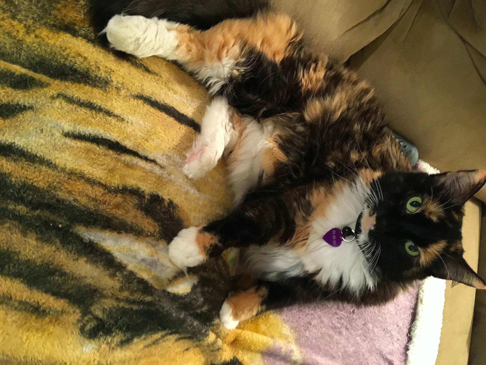 Olivia joined the competition — help win amazing prizes! carnivore, cat, claw, comfort, dog_breed, domestic_short_haired_cat, fawn, felidae, foot, fur, lap, maine_coon, organism, paw, plant, sand, small_to_medium_sized_cats, tail, terrestrial_animal, whiskers