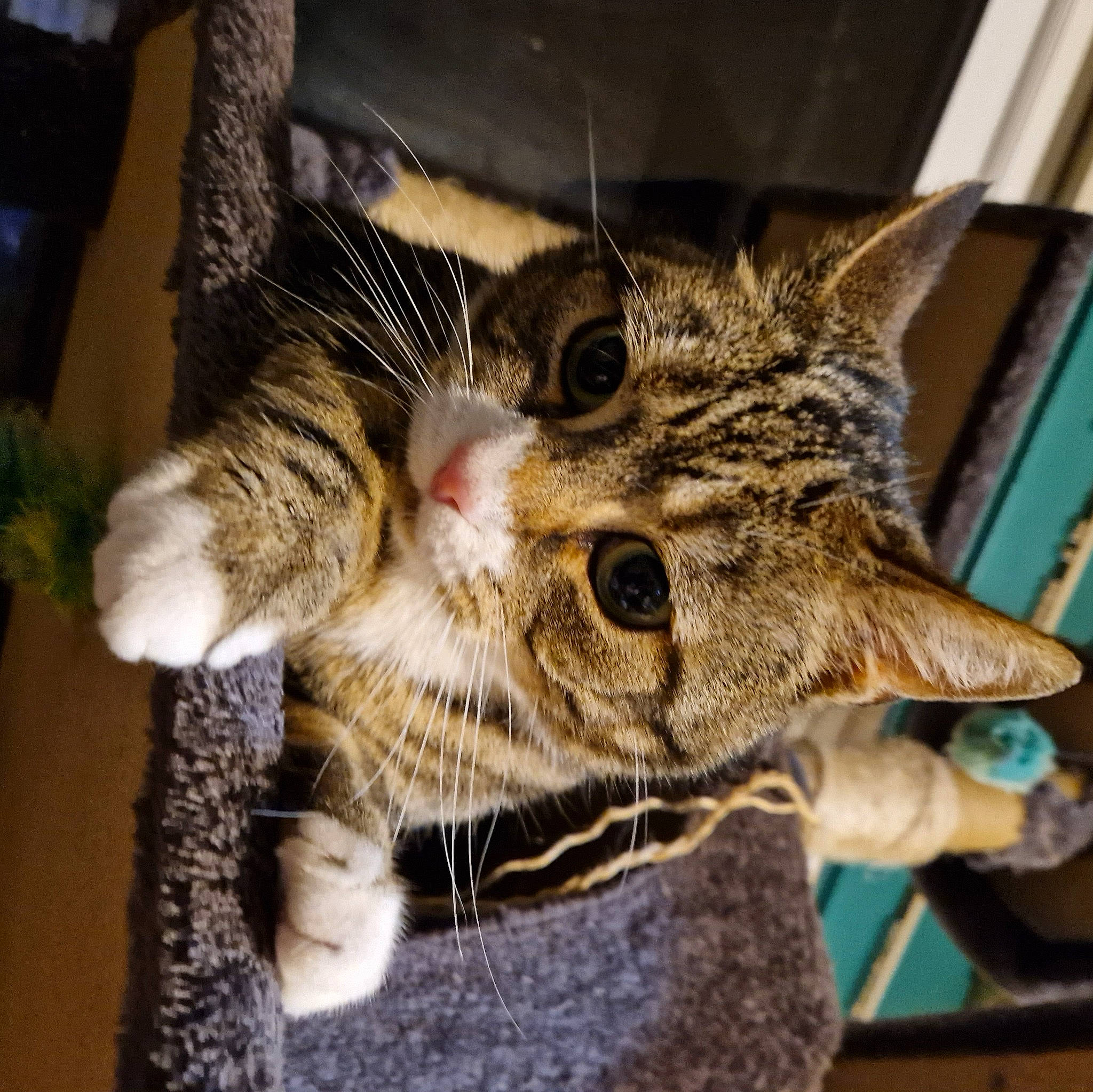 Chunky joined the competition — help win amazing prizes! bobcat, carnivore, cat, claw, domestic_short_haired_cat, ear, eye, felidae, fur, jaw, paw, small_to_medium_sized_cats, snout, tail, whiskers