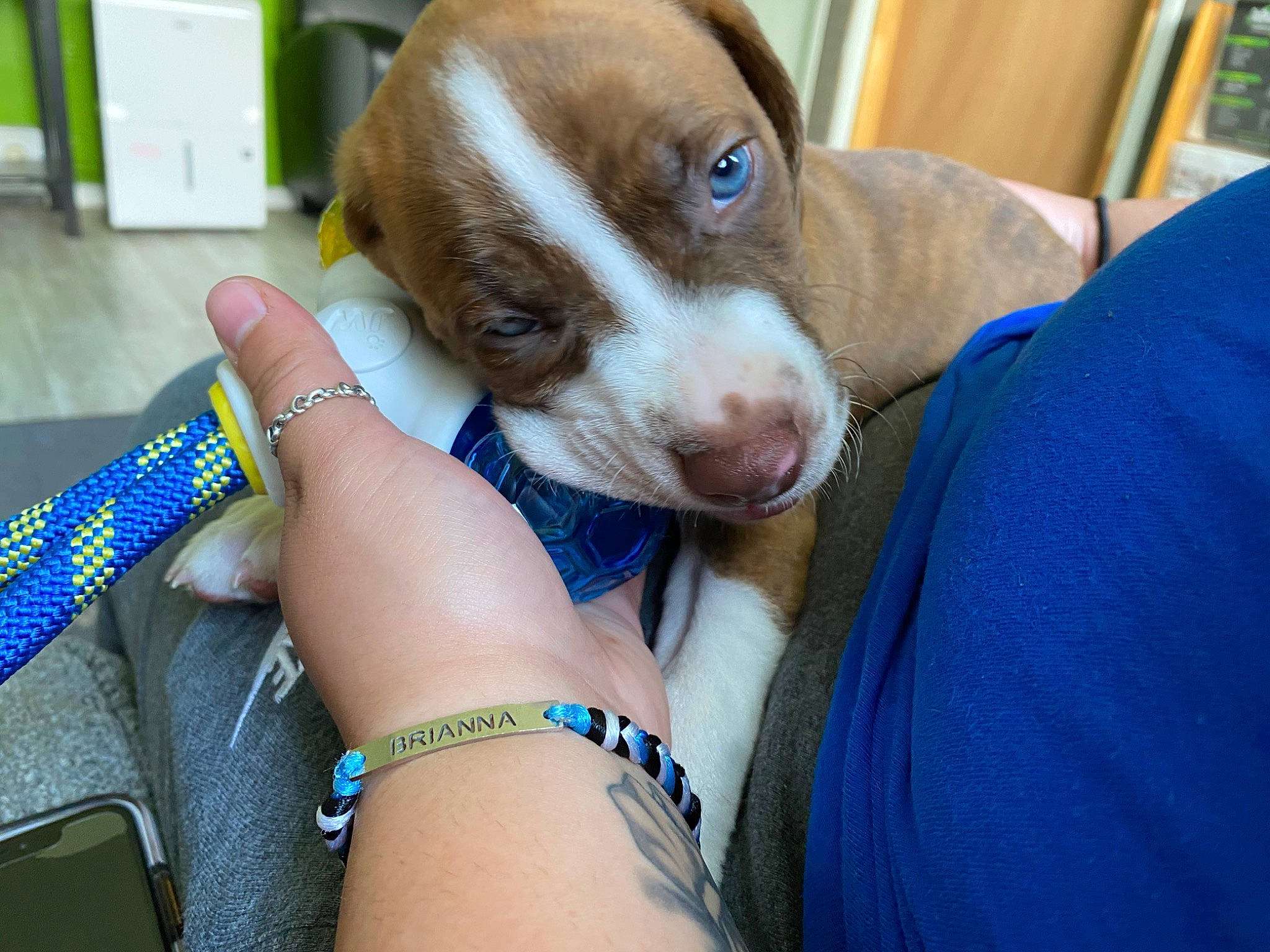 Apollo joined the competition — help win amazing prizes! canidae, carnivore, dog, dog_breed, ear, fawn, german_shorthaired_pointer, liver, mammal, nose, pit_bull, pointer, puppy, puppy_love, snout, sporting_group