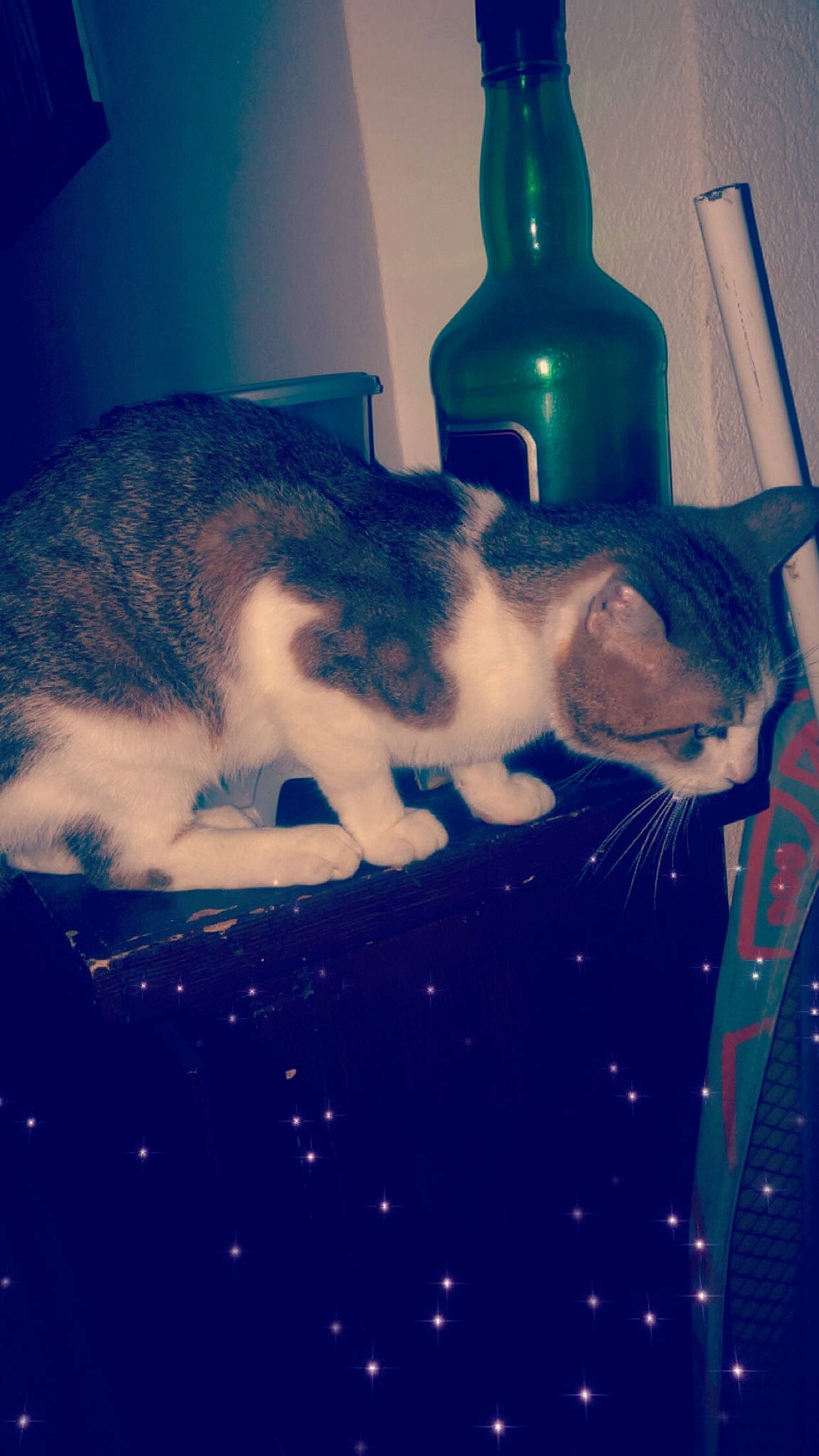 Meïko a rejoint le concours — aidez-le/la à gagner de superbes lots ! aegean_cat, blue, carnivore, cat, cloud, domestic_short_haired_cat, ear, european_shorthair, eye, felidae, kitten, night, sky, small_to_medium_sized_cats, tail, whiskers