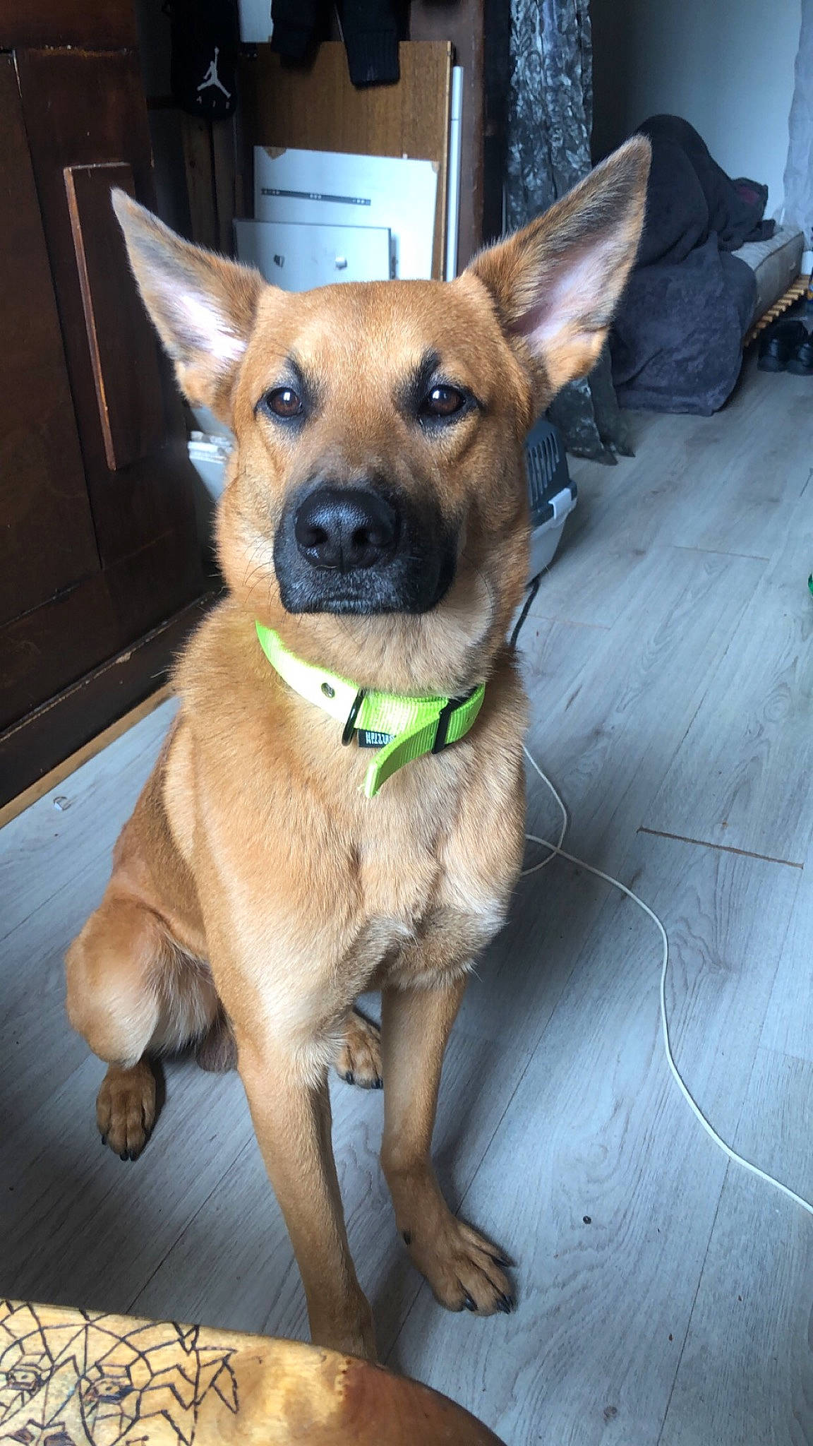 Django a rejoint le concours — aidez-le/la à gagner de superbes lots ! belgian_shepherd_malinois, black_mouth_cur, canidae, carnivore, carolina_dog, companion_dog, dog, dog_breed, fawn, formosan_mountain_dog, mammal, pariah_dog, police_dog, potcake_dog, rare_breed_dog, snout, street_dog, vertebrate, working_dog