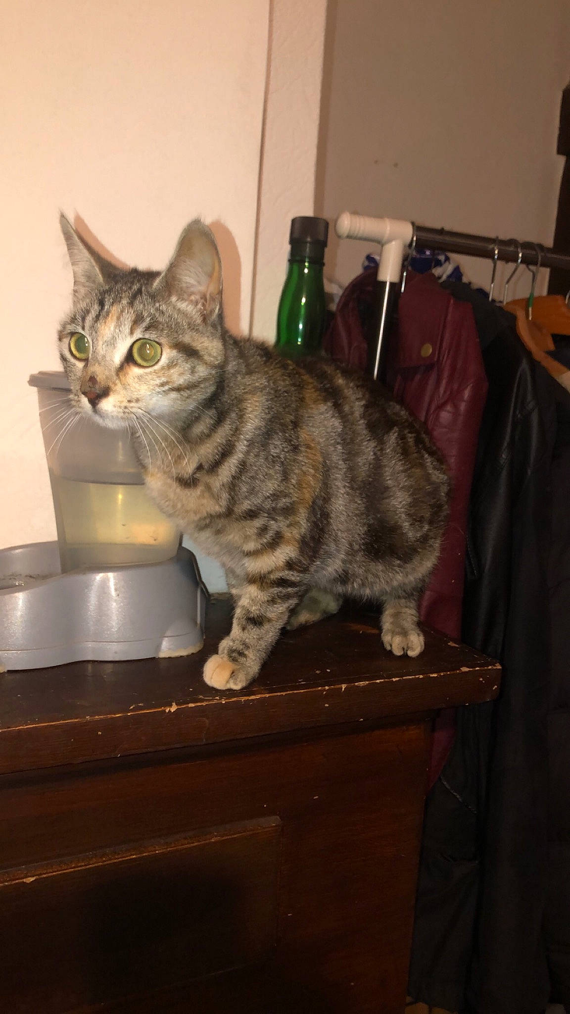 Daisy a rejoint le concours — aidez-le/la à gagner de superbes lots ! american_bobtail, american_shorthair, asian, bengal, california_spangled, carnivore, cat, domestic_short_haired_cat, dragon_li, european_shorthair, felidae, kitten, kurilian_bobtail, mammal, small_to_medium_sized_cats, sokoke, tabby_cat, toyger, vertebrate, whiskers