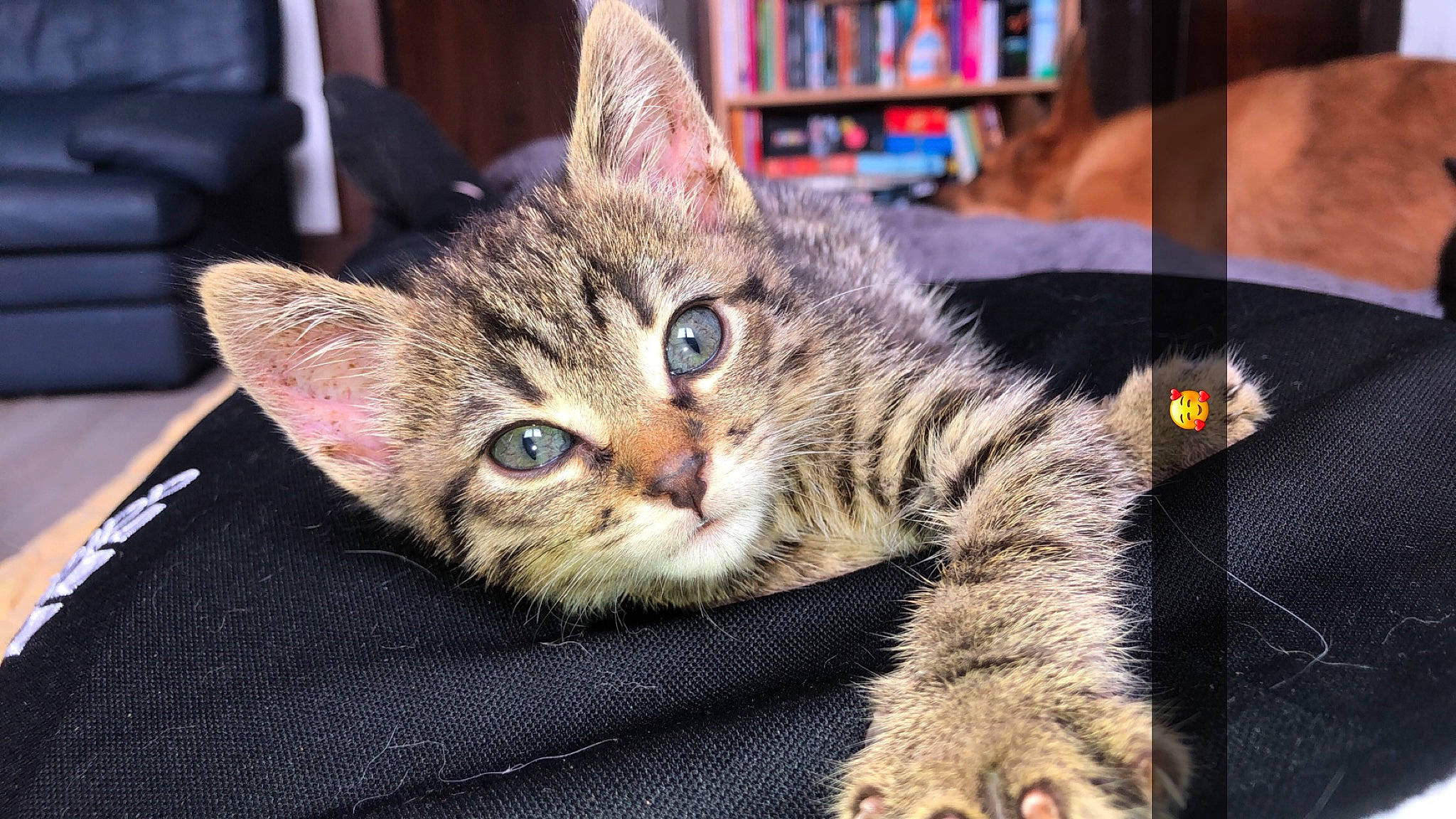 Lou participe au concours pour gagner de l'argent avec cette photo : aegean_cat, american_shorthair, american_wirehair, asian, california_spangled, carnivore, cat, domestic_short_haired_cat, dragon_li, european_shorthair, felidae, kitten, mammal, pixie_bob, small_to_medium_sized_cats, snout, tabby_cat, toyger, vertebrate, whiskers