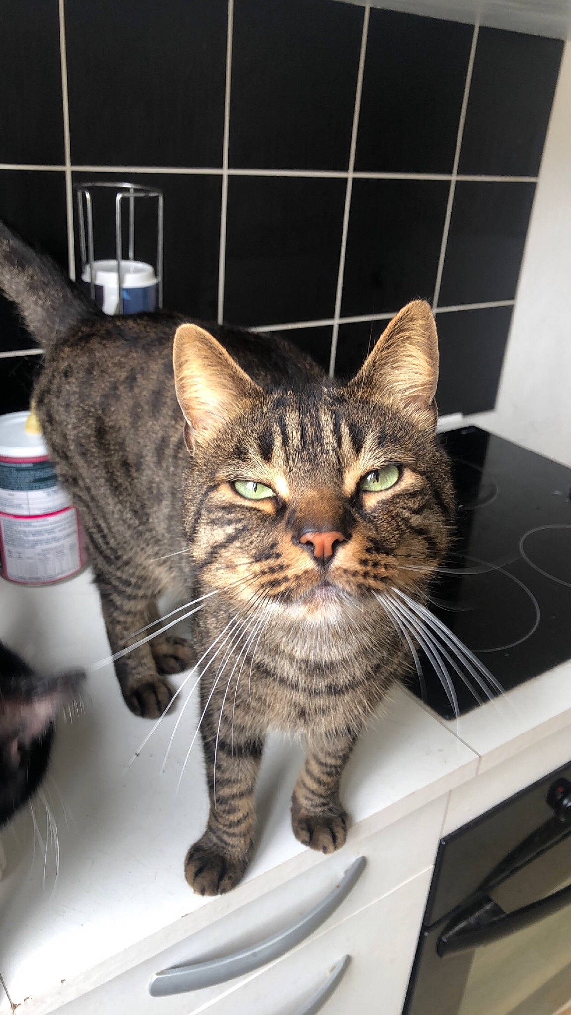 Tigrou participe au concours pour gagner de l'argent avec cette photo : american_shorthair, asian, bengal, california_spangled, carnivore, cat, domestic_short_haired_cat, dragon_li, egyptian_mau, european_shorthair, felidae, kitten, mammal, ocicat, pixie_bob, small_to_medium_sized_cats, tabby_cat, toyger, whiskers, wild_cat