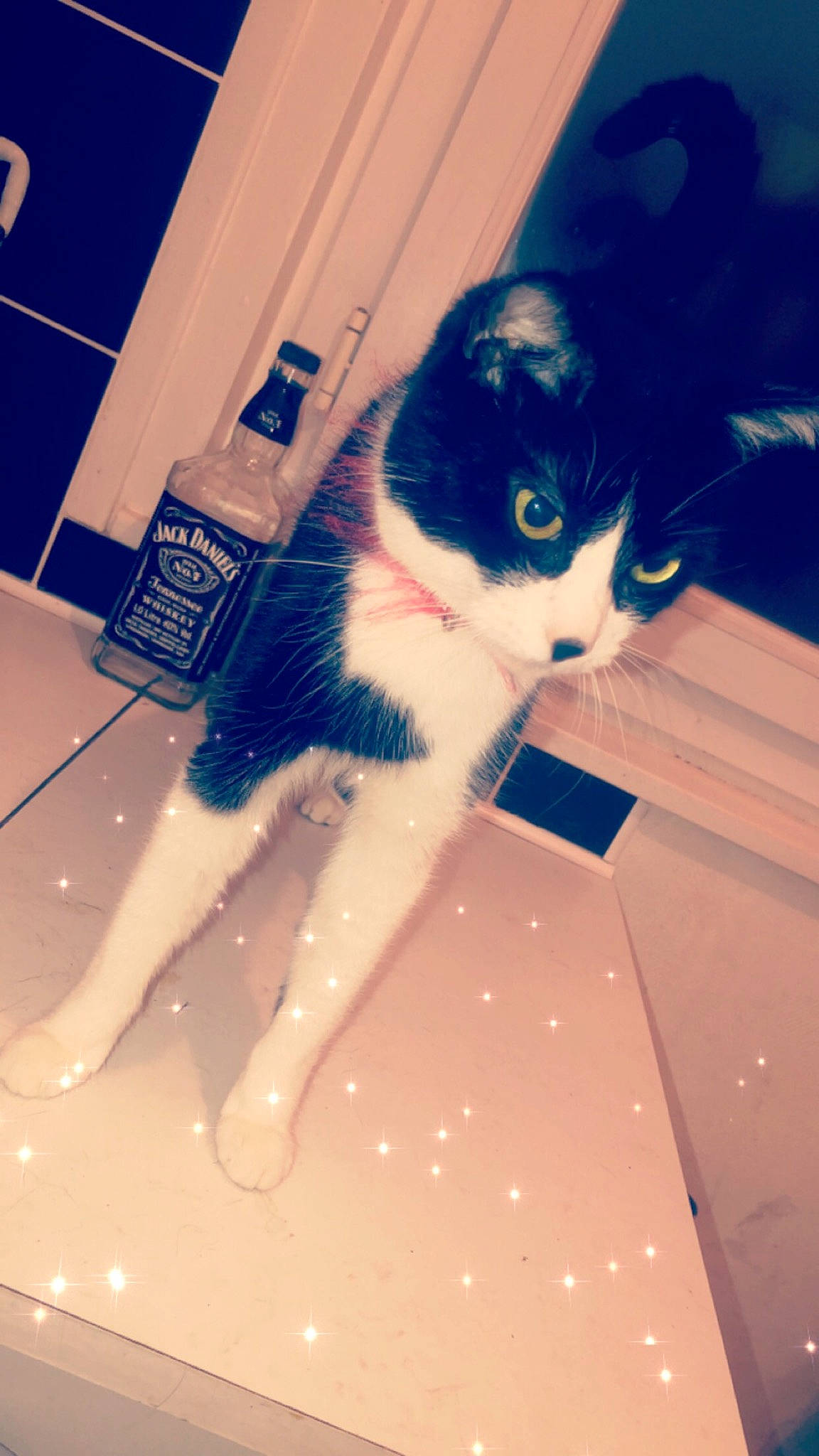 Minnie a rejoint le concours — aidez-le/la à gagner de superbes lots ! black_and_white, carnivore, cat, domestic_short_haired_cat, european_shorthair, felidae, floor, fur, kitten, polydactyl_cat, room, small_to_medium_sized_cats, snapshot, tail, whiskers