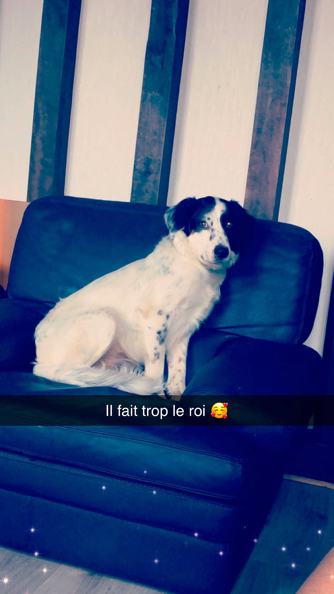 Olly a rejoint le concours — aidez-le/la à gagner de superbes lots ! blue, canidae, carnivore, companion_dog, dog, dog_breed, fox_terrier, furniture, jack_russell_terrier, pointer, puppy, sporting_group