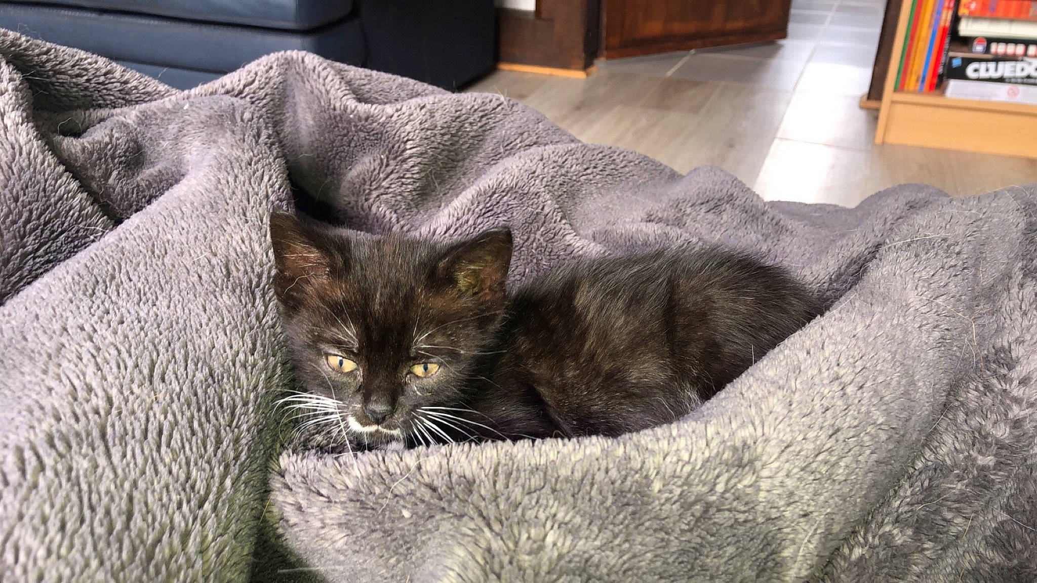 Lylo participe au concours pour gagner de l'argent avec cette photo : asian, british_shorthair, carnivore, cat, chartreux, comfort, domestic_short_haired_cat, european_shorthair, felidae, fur, furniture, kitten, korat, mammal, nap, nebelung, russian_blue, small_to_medium_sized_cats, tabby_cat, whiskers