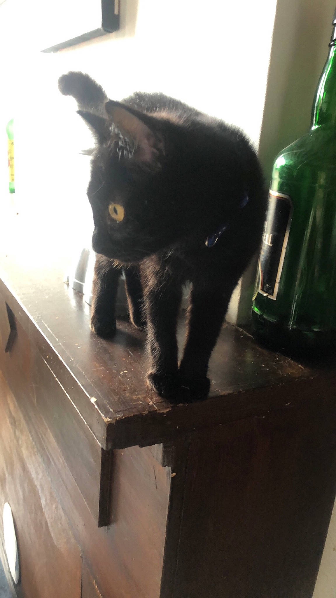 Zelda participe au concours pour gagner de l'argent avec cette photo : black, black_cat, bombay, carnivore, cat, felidae, fur, small_to_medium_sized_cats, tail, whiskers