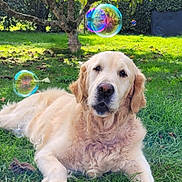Ippy participe au concours pour gagner de l'argent avec cette photo : dog, golden_retriever, pet, grass, outdoors, bubble, tree, backyard, portrait, furry, lying_down, canine, muzzle, paws, nature, sunlight, green, relaxed, cute, animal