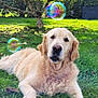 dog, golden_retriever, pet, grass, outdoors, bubble, tree, backyard, portrait, furry, lying_down, canine, muzzle, paws, nature, sunlight, green, relaxed, cute, animal