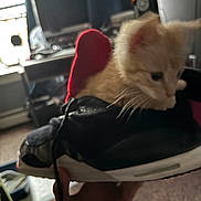 Buddy is registered to the contest to win money with this photo: kitten, cat, sneaker, shoe, orange_cat, indoor, hand, red_heart, furry, pet, cute, small, animal, carpet, computer, monitor, desk, curtains, room, blur