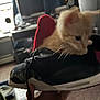 kitten, cat, sneaker, shoe, orange_cat, indoor, hand, red_heart, furry, pet, cute, small, animal, carpet, computer, monitor, desk, curtains, room, blur