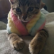 Maxis joined the competition — help win amazing prizes! animal, blanket, cat, close_up, cute, ears, fluffy, fur, indoor, kitten, mammal, pastel_colors, paws, pet, resting, scarf, soft_light, tabby, whiskers, window