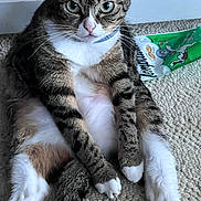 Nova is registered to the contest to win money with this photo: animal, carpet, cat, closeup, cute, domestic, feline, fur, green_eyes, indoor, paws, pet, playful, relaxed, sitting, snack_bag, striped, tabby, whiskers, white_paws