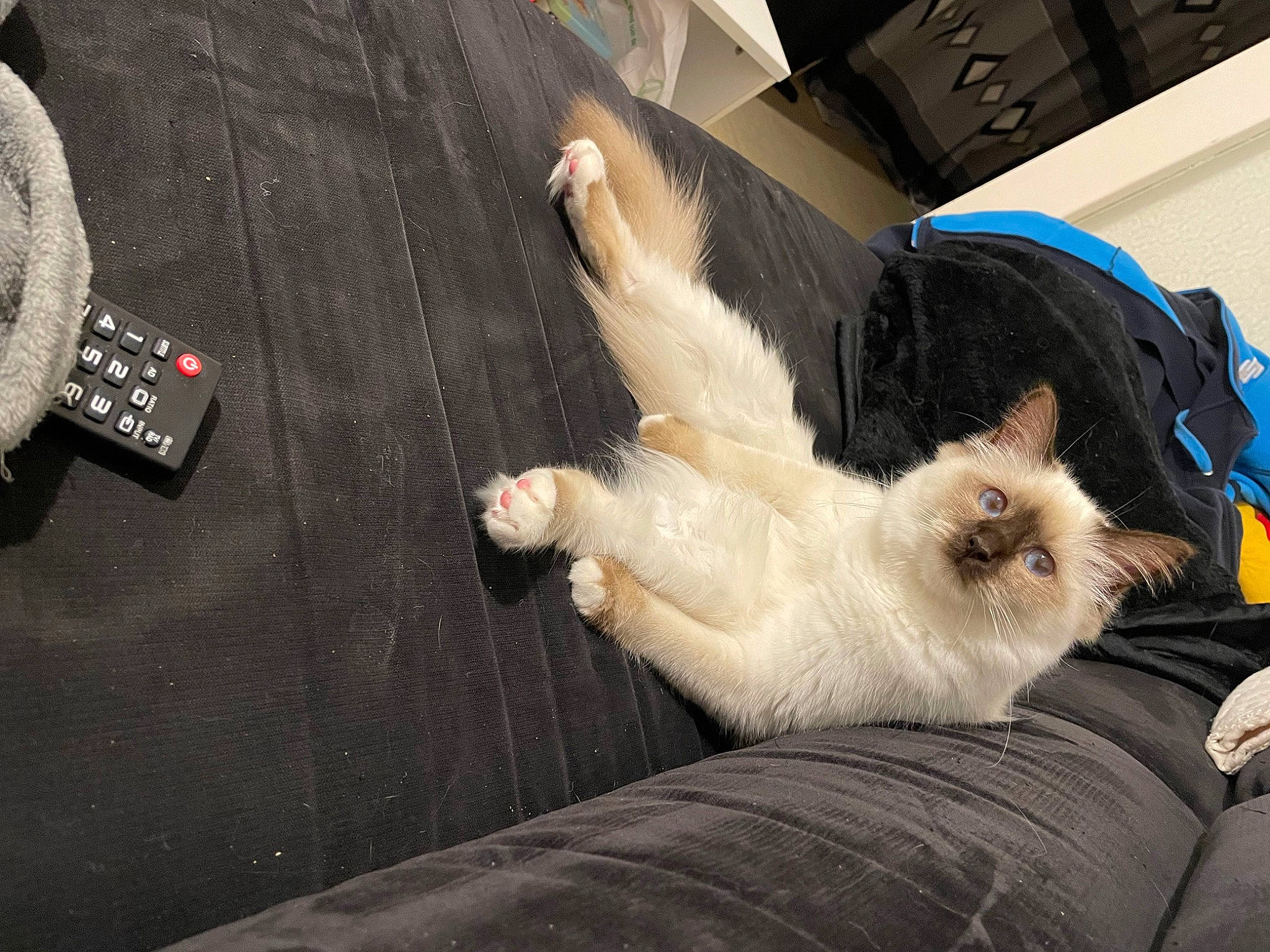 Saya a rejoint le concours — aidez-le/la à gagner de superbes lots ! balinese, birman, carnivore, cat, claw, comfort, companion_dog, dog_breed, fawn, felidae, foot, fur, musical_instrument, paw, ragdoll, siamese, small_to_medium_sized_cats, tail, thai, whiskers