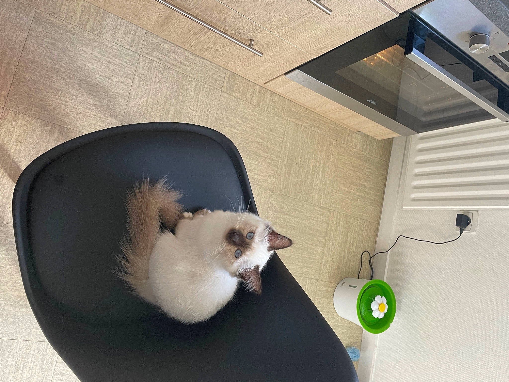 Saya participe au concours pour gagner de l'argent avec cette photo : box, carnivore, cat, comfort, companion_dog, domestic_short_haired_cat, felidae, flooring, fur, hardwood, home_appliance, mechanical_fan, paw, pet_supply, room, small_to_medium_sized_cats, tail, vertebrate, whiskers, wood