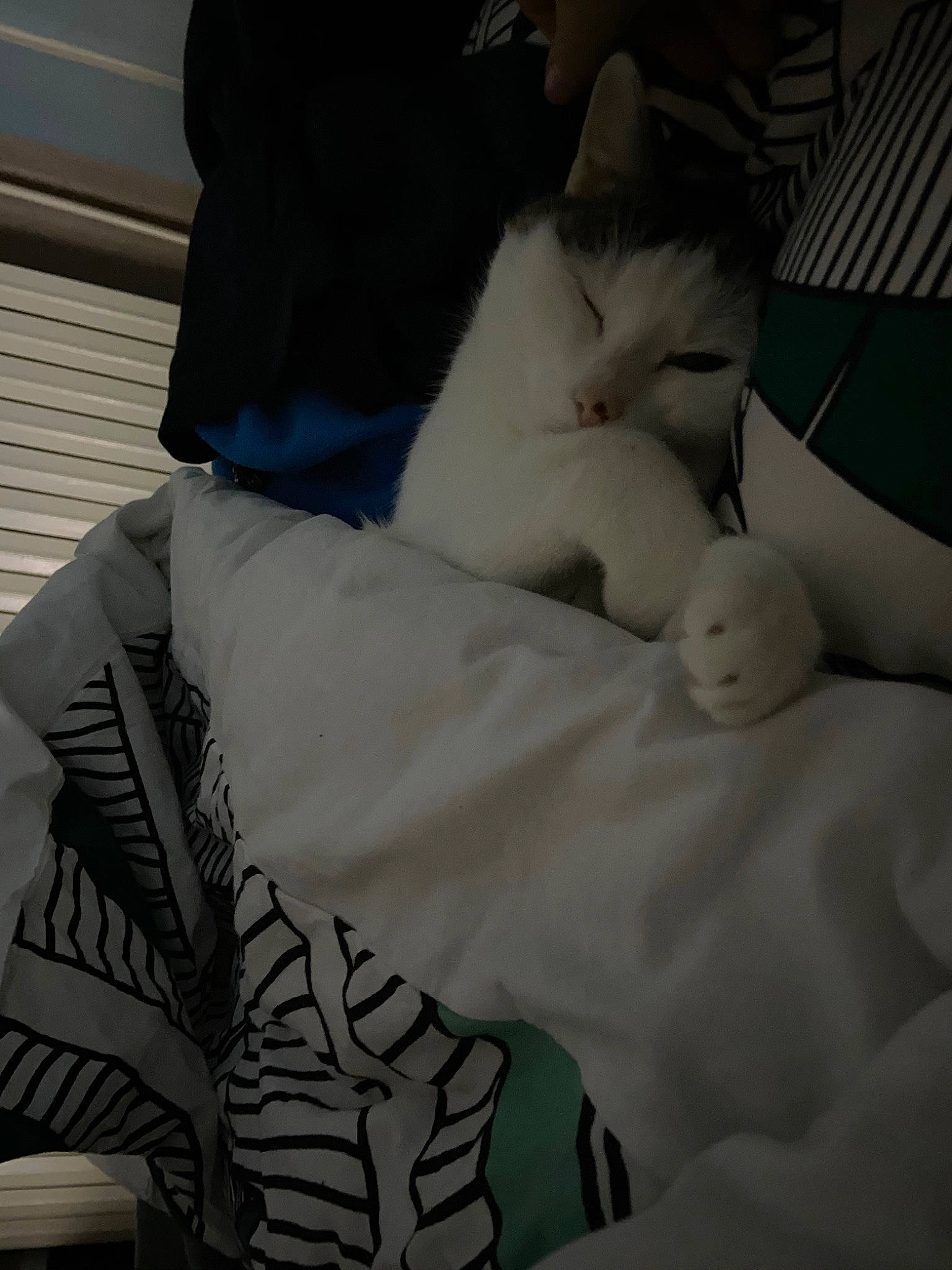 Perle participe au concours pour gagner de l'argent avec cette photo : bed, bed_sheet, bedding, bedroom, cat, comfort, domestic_short_haired_cat, duvet, felidae, fur, grey, human_leg, linens, pattern, pillow, room, small_to_medium_sized_cats, tail, textile, whiskers