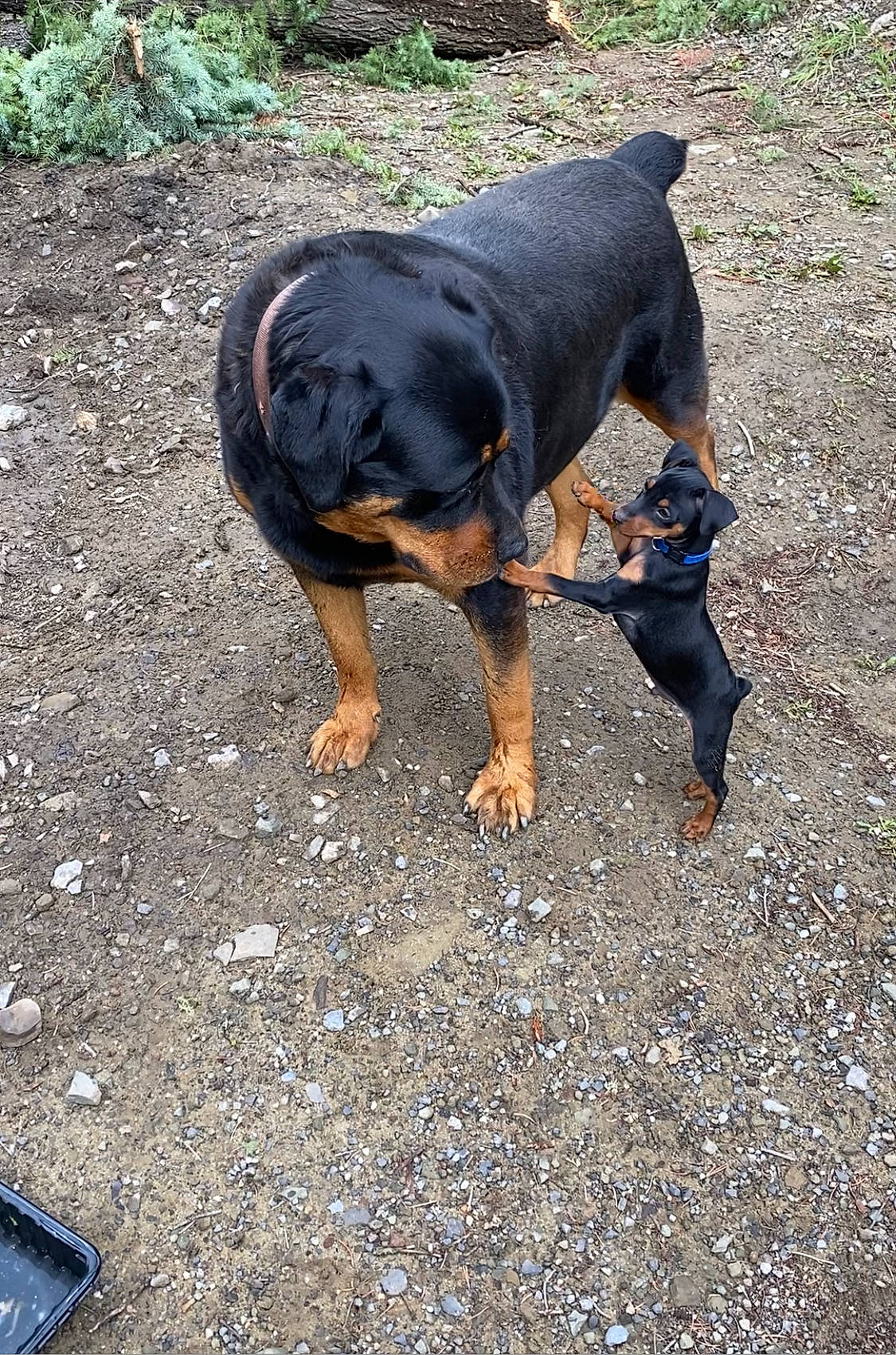 Sativa And Doobie joined the competition — help win amazing prizes! asphalt, canidae, carnivore, communication_device, companion_dog, dog, dog_breed, grass, guard_dog, mobile_phone, montenegrin_mountain_hound, plant, portable_communications_device, road_surface, sharing, soil, tail, terrestrial_animal, working_animal, working_dog