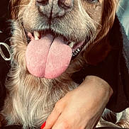 Nemo a rejoint le concours — aidez-le/la à gagner de superbes lots ! affection, animal, canine, close_up, companion, cute, dog, domestic_animal, friendly, fur, hand, happy, human_hand, indoor, paw, pet, portrait, red_nail_polish, smiling, tongue_out