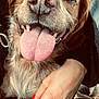 affection, animal, canine, close_up, companion, cute, dog, domestic_animal, friendly, fur, hand, happy, human_hand, indoor, paw, pet, portrait, red_nail_polish, smiling, tongue_out