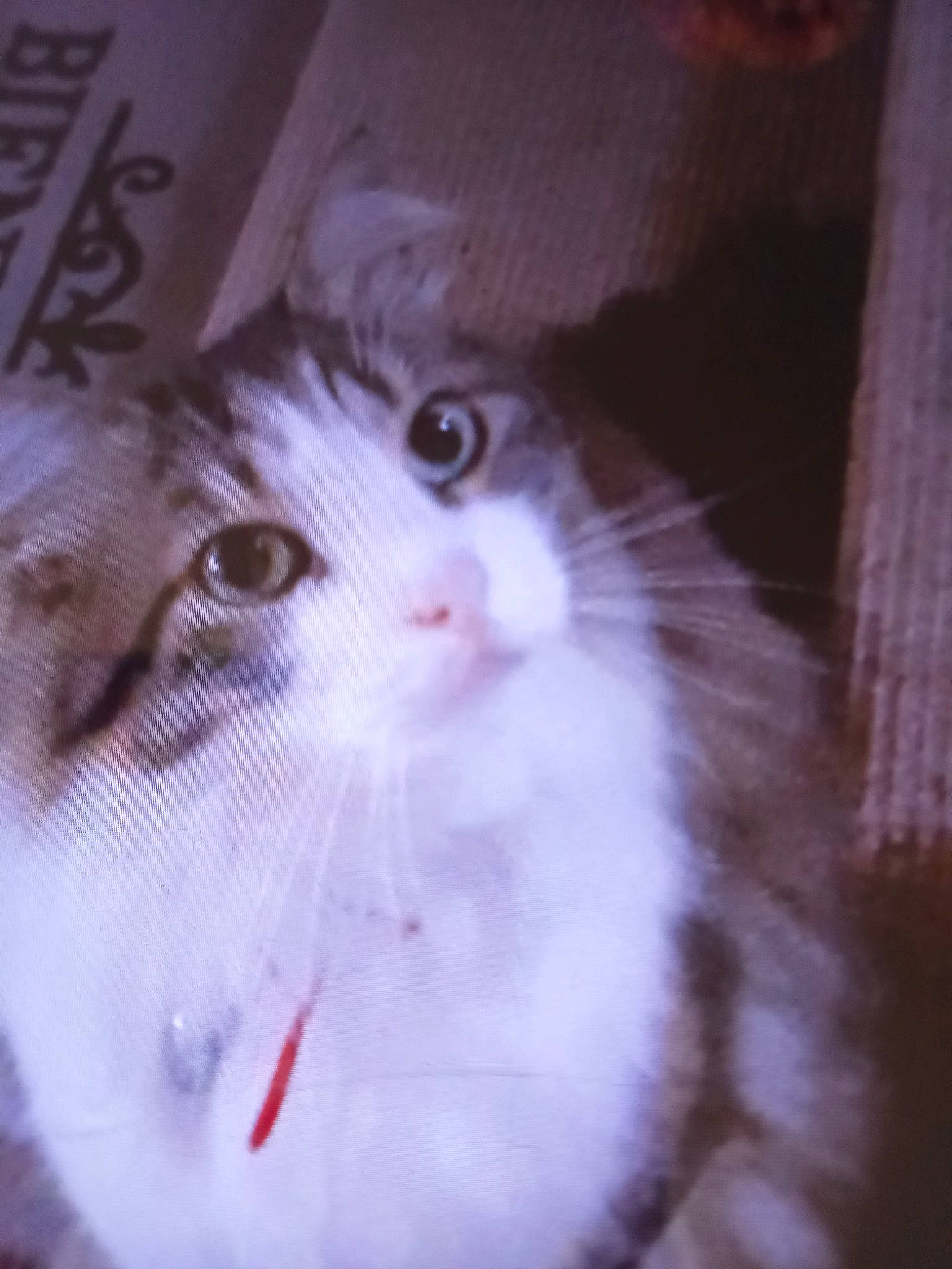 Largo participe au concours pour gagner de l'argent avec cette photo : carnivore, cat, darkness, domestic_short_haired_cat, felidae, fur, iris, small_to_medium_sized_cats, snout, tail, whiskers, window, wood