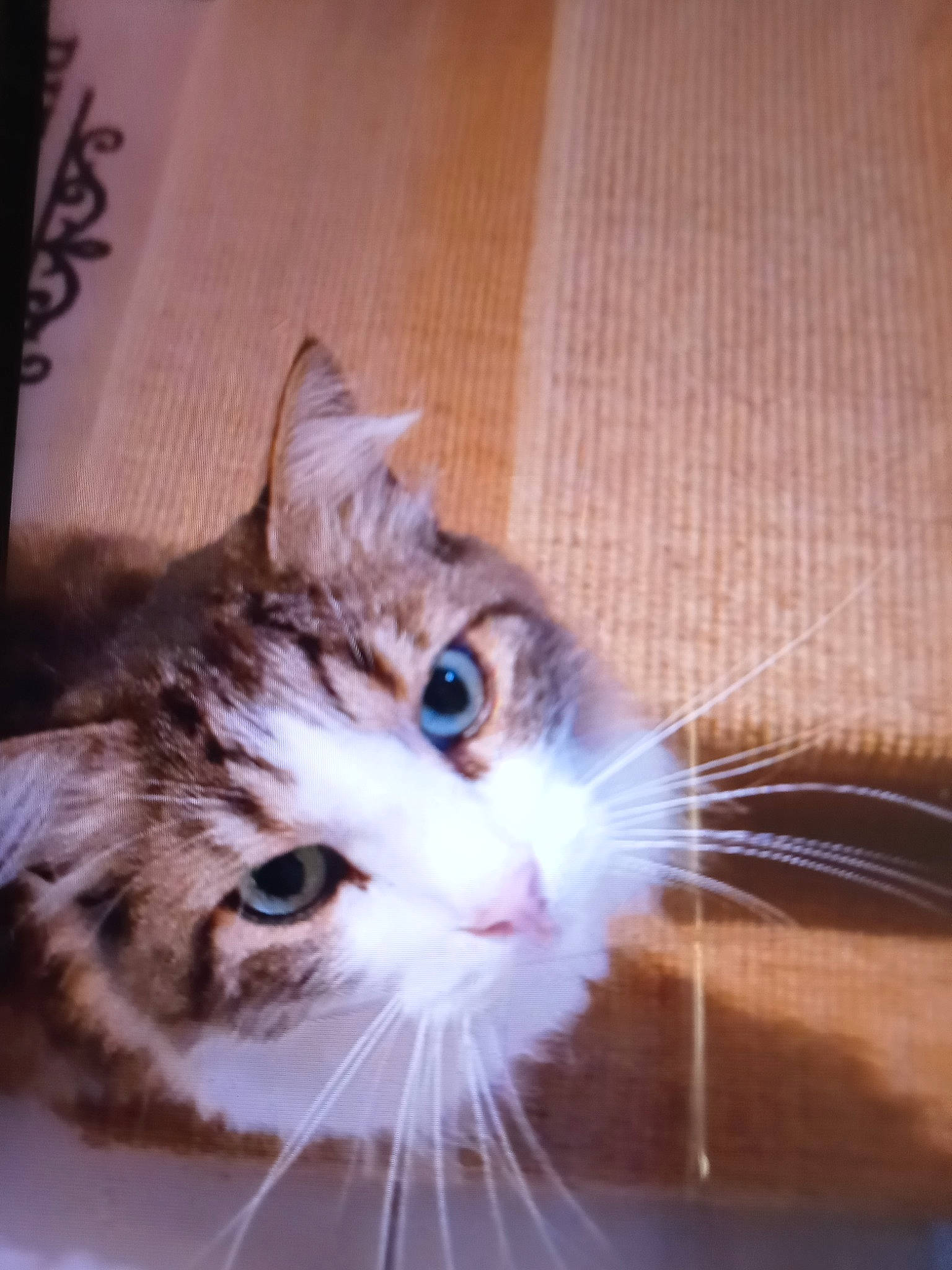 Largo participe au concours pour gagner de l'argent avec cette photo : art, carnivore, cat, domestic_short_haired_cat, electric_blue, felidae, flooring, fur, hardwood, paw, small_to_medium_sized_cats, snout, varnish, whiskers, window, wood, wood_flooring, wood_stain