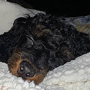 Maxs joined the competition — help win amazing prizes! animal, black_dog, blanket, brown_markings, close_up, comfort, cozy, curly_hair, cute, dog, fur, indoors, night, pet, relaxing, resting, sleeping, snout, soft_texture, white_blanket