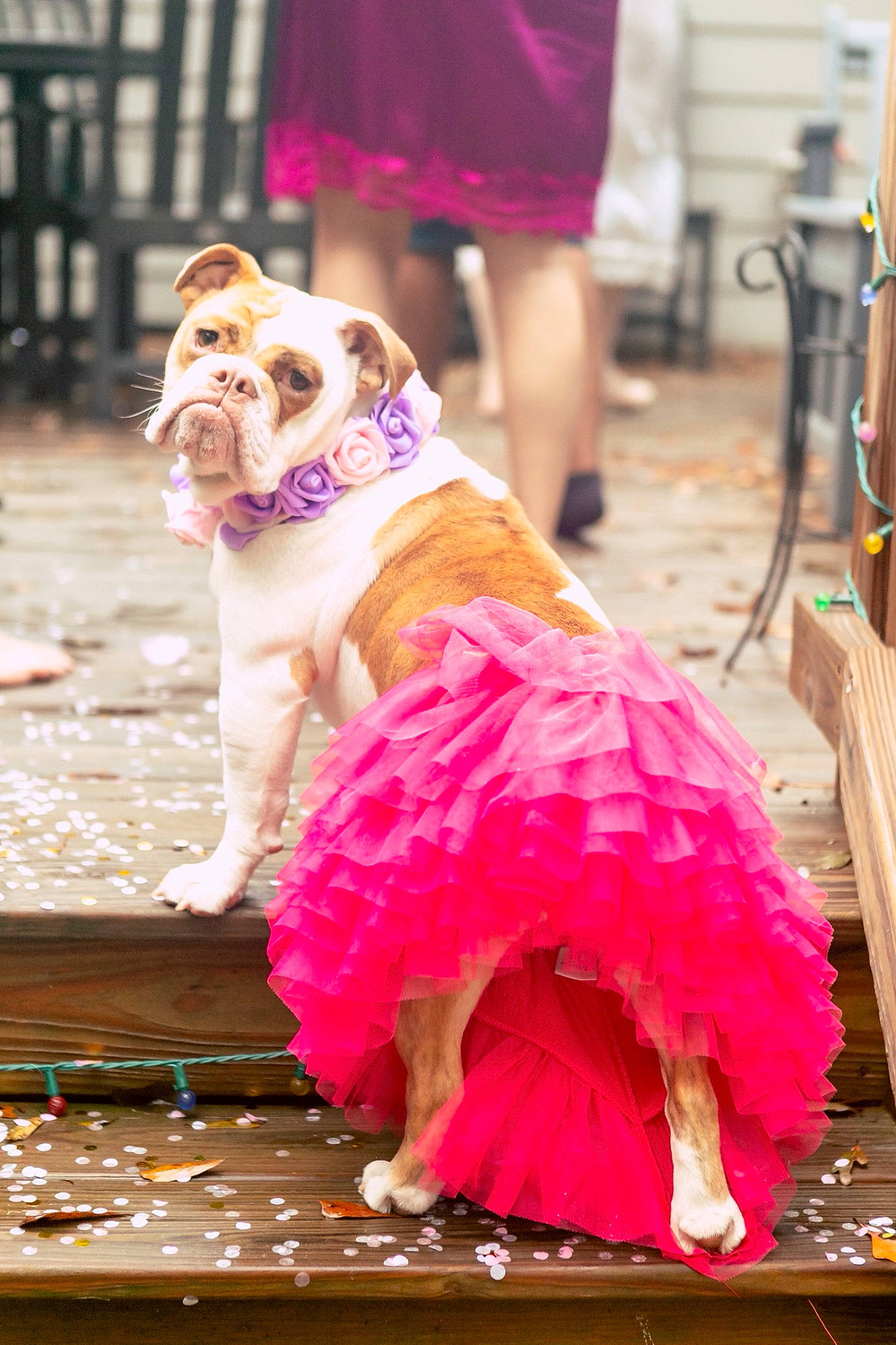 Moana joined the competition — help win amazing prizes! bulldog, canidae, carnivore, collar, companion_dog, dog, dog_breed, dog_clothes, dog_collar, dog_supply, fawn, leash, magenta, pet_supply, pink, snout, sporting_group, street_fashion, toy_dog, working_animal
