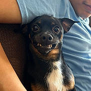 Gordo joined the competition — help win amazing prizes! dog, small_dog, pet, black_dog, tan_markings, white_chest, cute, underbite, person, arm, blue_shirt, indoor, couch, closeup, face, fur, smile, companionship, relaxation, cozy