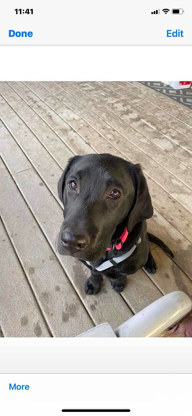 Rosy is registered to the contest to win money with this photo: borador, canidae, carnivore, collar, companion_dog, dog, dog_breed, dog_collar, fashion_accessory, flooring, fur, hardwood, liver, pet_supply, plank, snout, sporting_group, whiskers, wood, working_animal