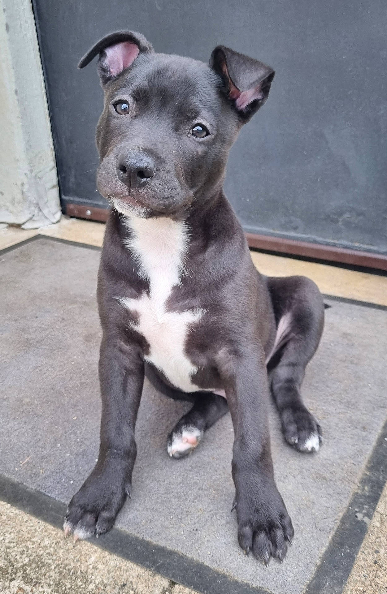 Groot participe au concours pour gagner de l'argent avec cette photo : accessories, animal, blackboard, bostonbull, boxer, bulldog, canine, dog, frenchbulldog, greatdane, hound, husky, labradorretriever, mat, pet, pitbull, puppy, slate, snout, strap