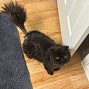 Joey is registered to the contest to win money with this photo: cat, black_cat, orange_eyes, fluffy, pet, indoor, wooden_floor, rug, curious, animal, feline, door, home, flooring, looking_up, domestic_cat, cute, small_pet, fur, whiskers