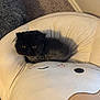Joey joined the competition — help win amazing prizes! cat, black_cat, cushion, chair, indoor, pet, feline, cozy, plush, carpet, wall, relaxing, cute, animal, domestic_animal, fur, eyes, whiskers, resting, soft_furniture