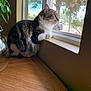 Zoey joined the competition — help win amazing prizes! cat, tabby_cat, window, table, wooden_table, indoor, plant, green_leaves, screen_window, tree, car, daylight, pet, feline, animal, looking_out, resting, side_view, fur, domestic_cat