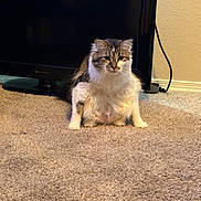 Zoey joined the competition — help win amazing prizes! cat, fluffy, carpet, indoor, television, wall, cable, pet, animal, sitting, curious, feline, home, domestic, fur, whiskers, ears, floor, living_room, cute