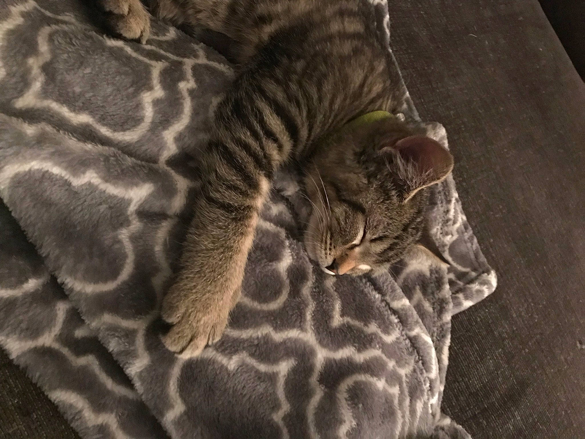 Mckitty is registered to the contest to win money with this photo: big_cats, carnivore, cat, comfort, domestic_short_haired_cat, fawn, felidae, fur, linens, pattern, small_to_medium_sized_cats, snout, tail, terrestrial_animal, whiskers, wildlife, wood