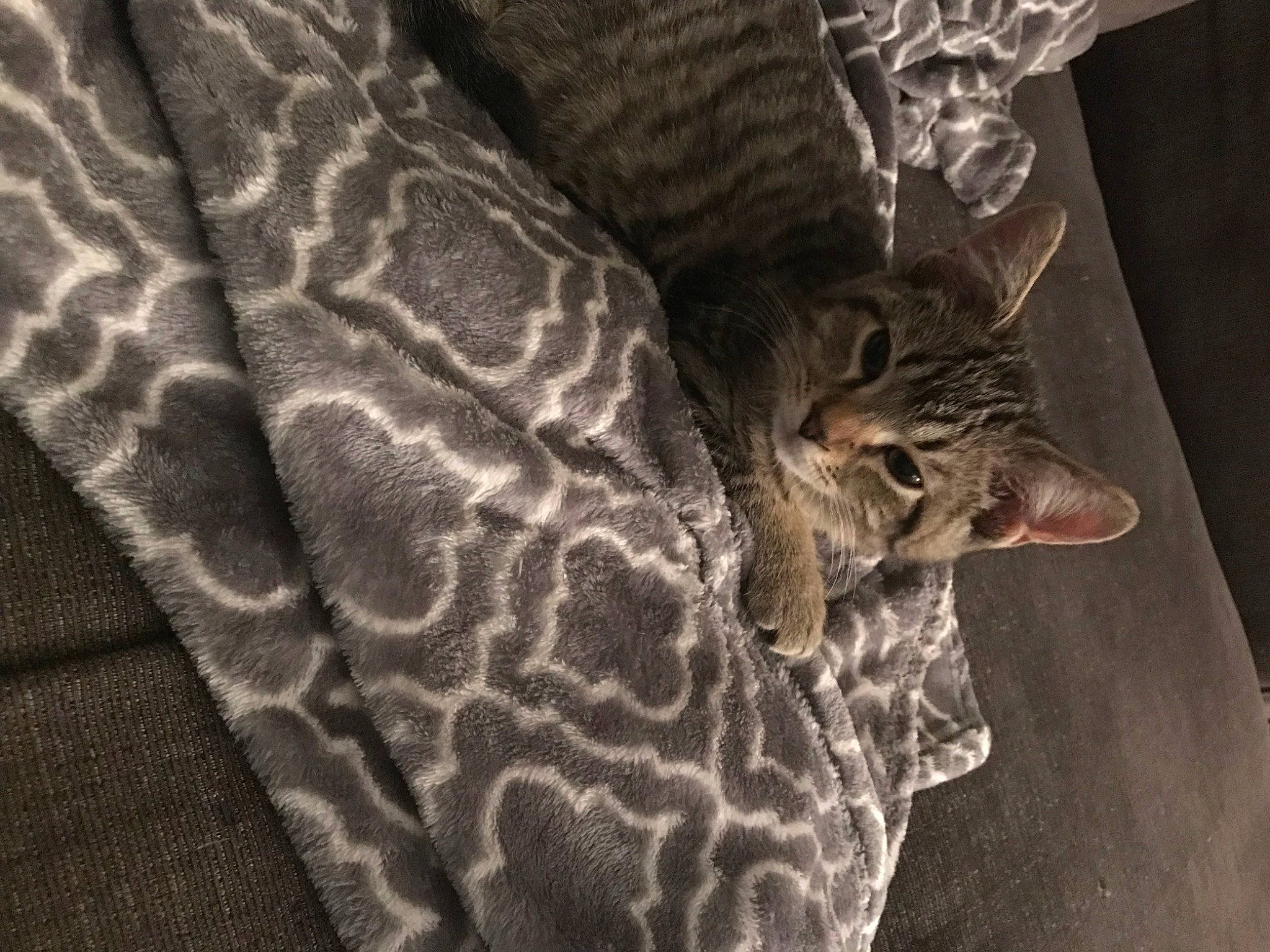 Mckitty is registered to the contest to win money with this photo: beak, bird, carnivore, cat, comfort, duck, fawn, feather, felidae, fur, galliformes, human_leg, linens, pattern, small_to_medium_sized_cats, tail, terrestrial_animal, water_bird, whiskers, wildlife