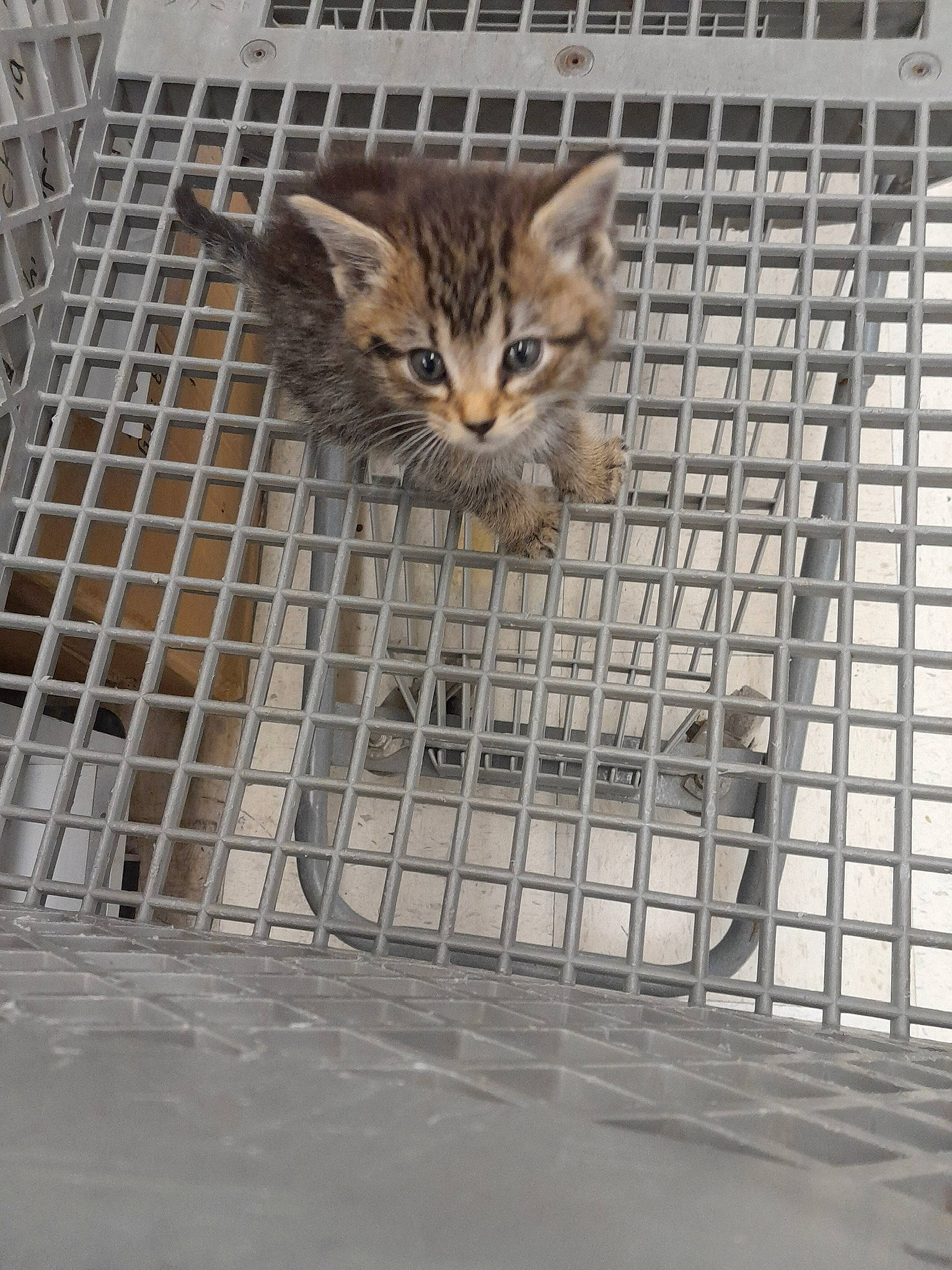 Mckitty is registered to the contest to win money with this photo: animal_shelter, cage, carnivore, cat, chain_link_fencing, domestic_short_haired_cat, fawn, felidae, fence, fur, mesh, metal, pet_supply, service, small_to_medium_sized_cats, snout, terrestrial_animal, whiskers, wildlife, wire_fencing