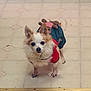 dog, small_dog, fluffy, pet, animal, indoors, floor, tile_floor, clothing, costume, stuffed_animal, curious, looking_at_camera, cute, companion, domestic_animal, fur, ears, standing, toy
